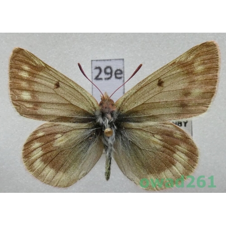 Colias cocandica Erschoff, 1874 Tadjikistan29e